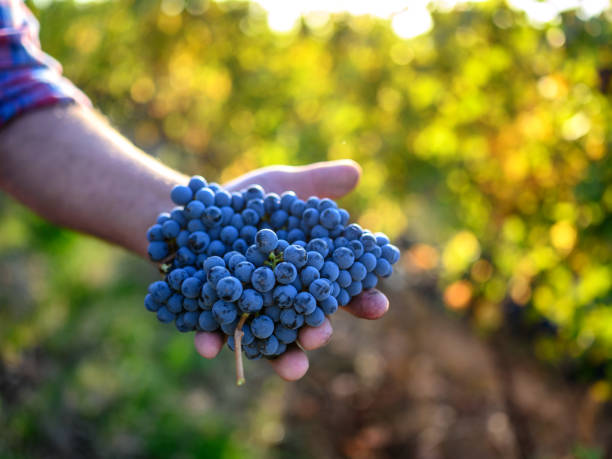 istock Farmer's hand holding harvested grapes 1183526706