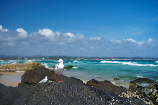 Seagull sitting on the rock at the beach with beautiful ocean waves in the background, Gold Coast, Queensland, Australia. Wide panoramic landscape.