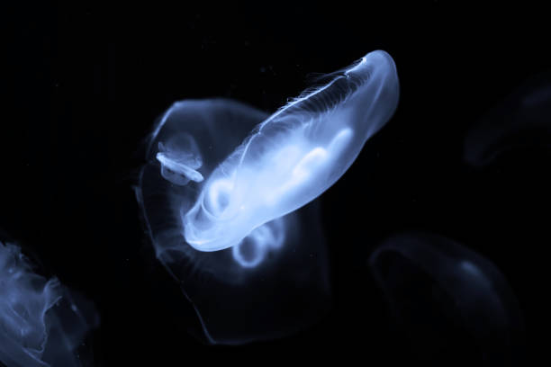 istock Blue jellyfish swim under water 1183528144