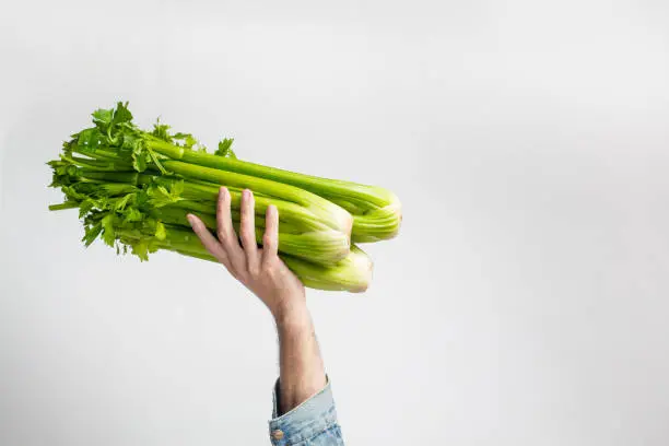 Man holding green fresh celery. Healthy eating, vegetarian food, dieting and people concept