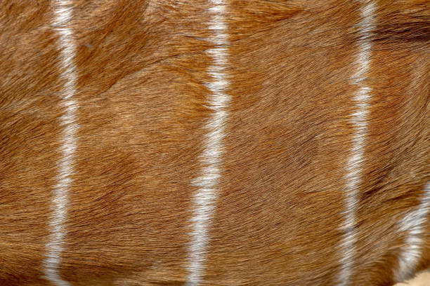 istock female Nyala skin for pattern animal 1183528591