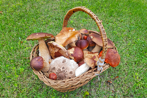 Close-up on a basket filled with edible mushrooms.