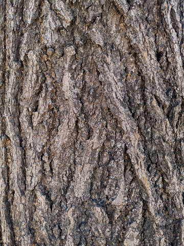 Bark background