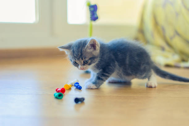 istock gray kitten is played with colorful figures on the floor 1183532495