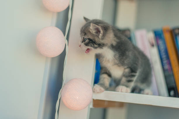 istock Gray kitten meows on a bookshelf 1183533094
