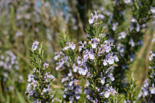 istock Rosemary herb with lilac blossom in springtime 1183533385