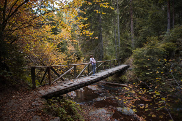 mujer cruzando puente de madera en el bosque de otoño - cross autumn sky beauty in nature fotografías e imágenes de stock