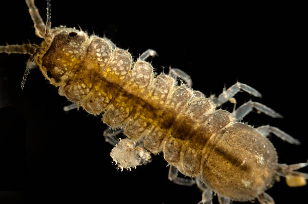 istock aquatic isopod, Asellus aquaticus, micrograph 118353505
