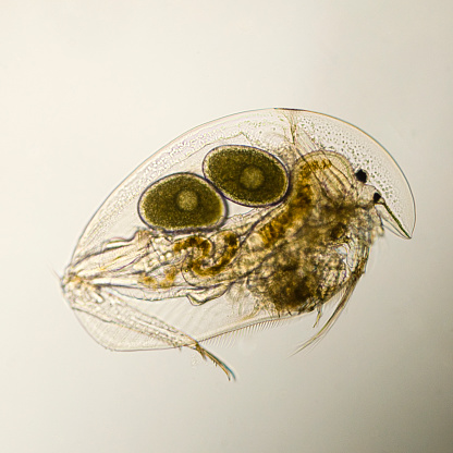 Photomicrograph of water flea, possibly 