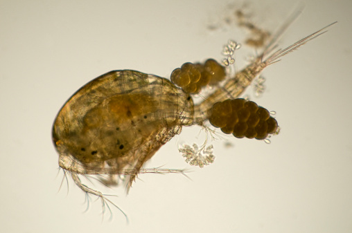 Photomicrograph of copepod towing egg sacs and various cilates attached to shell. Iowa, United States. Wet mount, 10X objective, combination of transmitted brightfield and oblique reflected illumination.