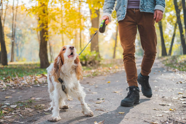 Barking dog on the leash outdoors. Russian spaniel at a walk misbehaving or being bad tempered barking animal photos stock pictures, royalty-free photos & images
