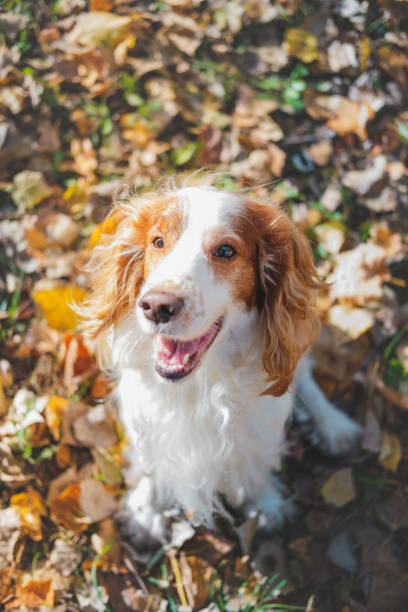 istock Portrait of a friendly purebred russian spaniel. 1183537167
