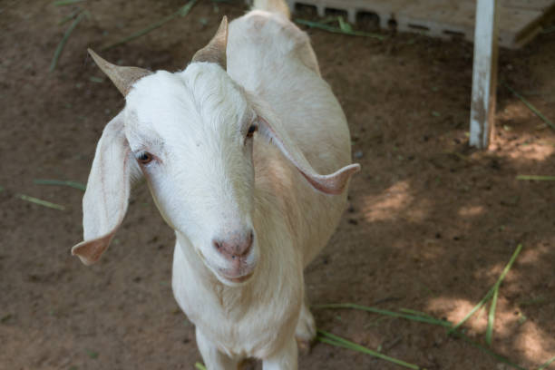 istock Agriculture goats in shelter. 1183538170