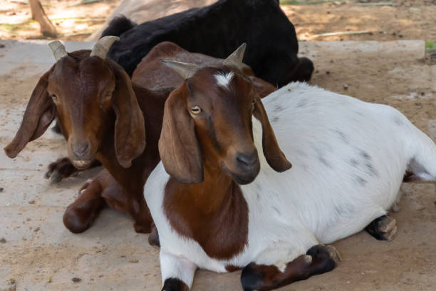 istock Agriculture goats in shelter. 1183538241