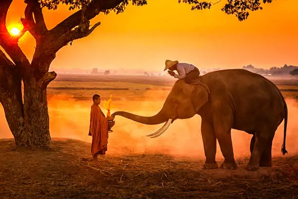 Photo of Elephant made merit a monk's bowl. Thai people and elephant jointly give alm to monk. elephant and Monk in forest. vintage style. The activities at Krapho, Tha Tum District, Surin, Thailand.