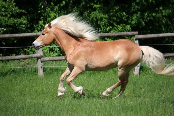 istock haflinger pony runs on a fenced field 1183538457