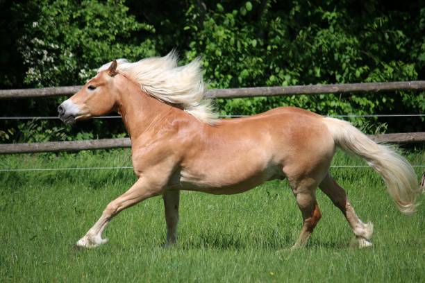 istock haflinger pony runs on a fenced field 1183538459