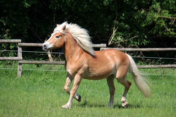 istock haflinger pony runs on a fenced field 1183538462