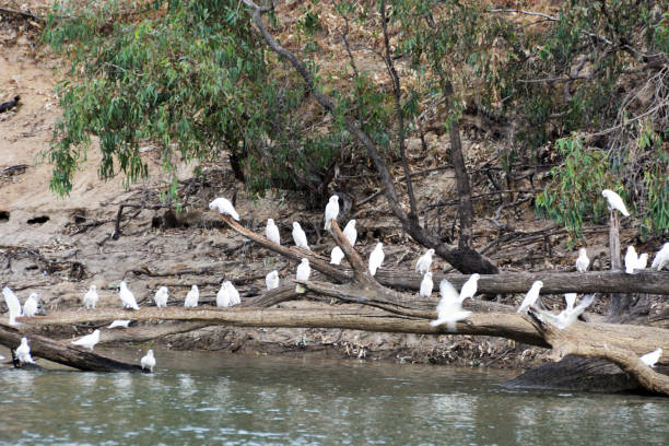 istock Australian Little Corella Birds 1183538509