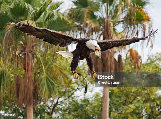 Águila Calva Landing Foto de stock y más banco de imágenes de Acercarse - Acercarse, Ala de animal, Alas desplegadas