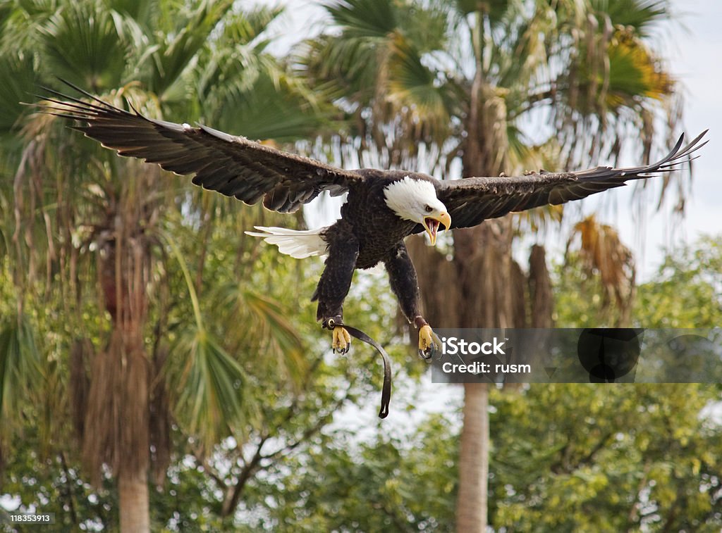 Aquila di mare testabianca landing - Foto stock royalty-free di A mezz'aria