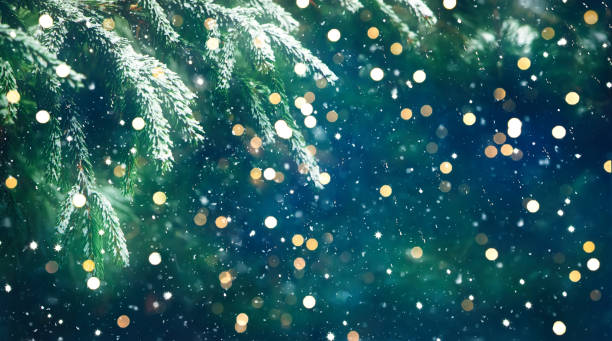 新鮮なモミの木とクリスマスの背景 - snow tree ストックフォトと画像