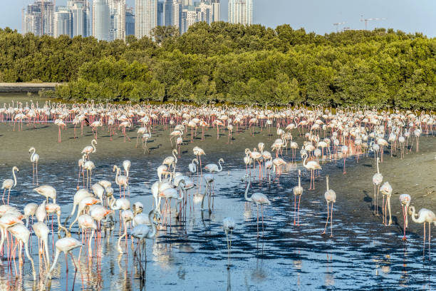 Caribbean pink flamingo at Ras al Khor Wildlife Sanctuary, a wetland reserve in Dubai, United Arab Emirates, stock photo