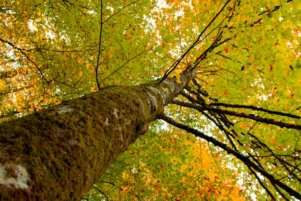 istock beech tree in autumn and leaves 1183541795