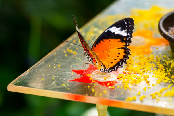 istock Butterfly feed in the Butterfly House 1183541954