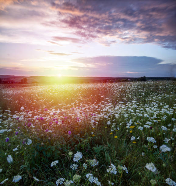 istock Field with wildflowers at sunset 1183542157