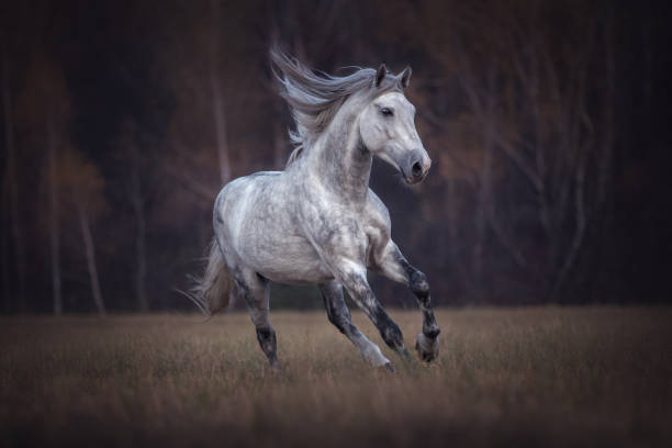 istock Purebred grey horse running free. 1183542456