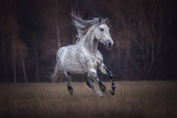 Purebred grey horse running free. Beautiful horse with a long mane galloping on the autumn forest background. arabian horse photos stock pictures, royalty-free photos & images