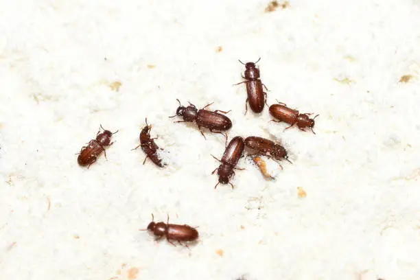 Photo of food pest red flour beetle Tribolium castaneum