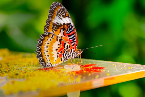 istock Butterfly feed in the Butterfly House 1183543138