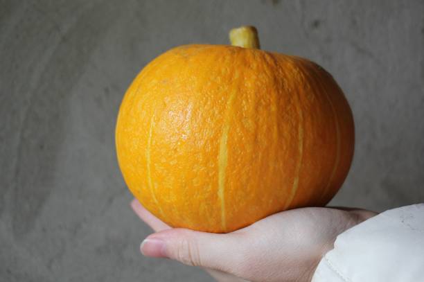 istock orange pumpkin in hand on gray background 1183543267