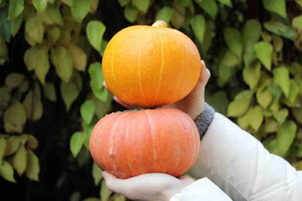 istock harvest yellow pumpkins in hand 1183543317