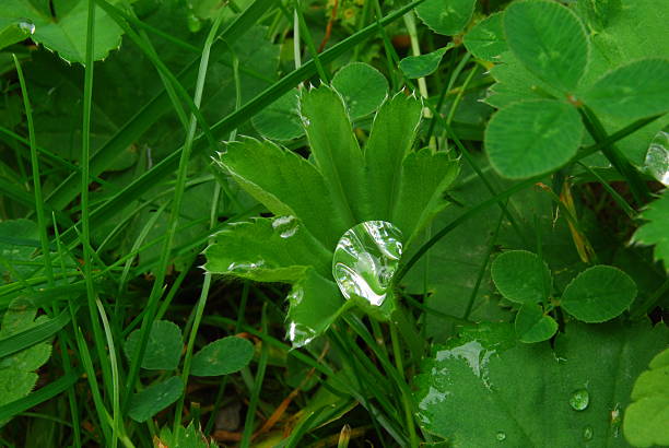 drop of dew in a leaf stock photo