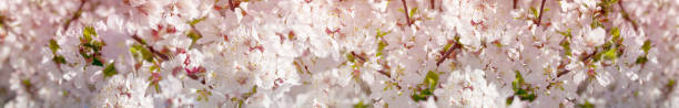 fiore di ciliegio, sakura. panorama per banner. tonico, messa a fuoco morbida. - toned image pink sakura cherry blossom foto e immagini stock