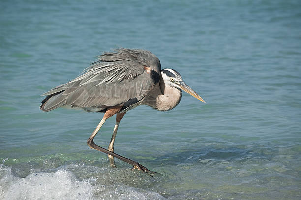 istock Crouching Great Blue Heron Hunts on a Florida Beach 118354402