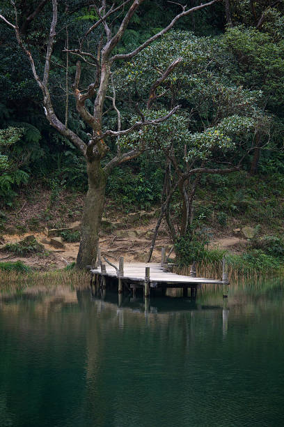 istock Wooden pontoon surrounded by nature. 1183544797