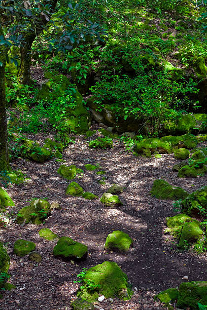 istock Deep forest area on island Korcula 118354567