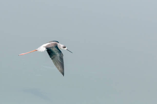 istock Black winged stilt passing over a pond 1183545940