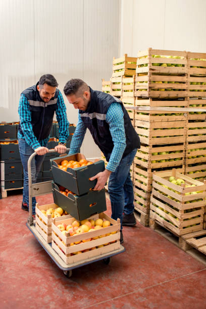 istock Fresh fruits and vegetables in warehouse 1183546049