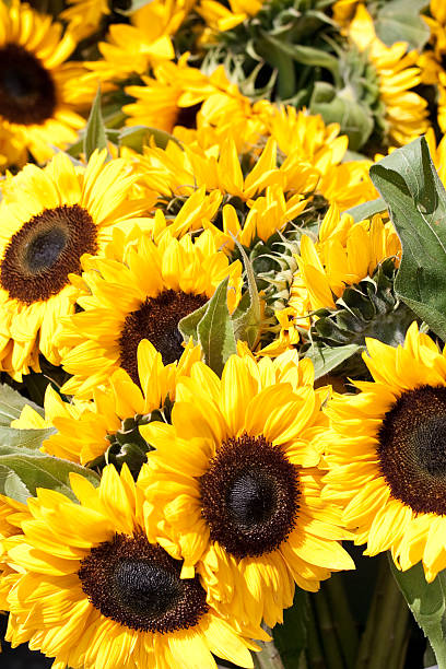 istock Bunch of yellow sunflowers 118354614
