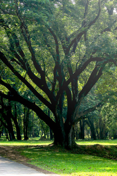 istock Big tree in park with green life background 1183546834