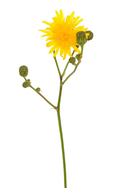 istock Tragopogon pratensis flower, meadow salsify flower 1183546839