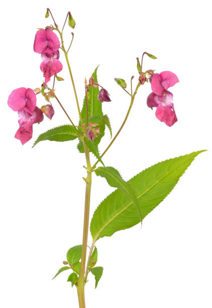 Impatiens glandulifera flower Impatiens glandulifera flower isolated on white background ornamental jewelweed stock pictures, royalty-free photos & images