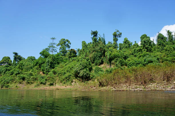 Rainforest landscape in the autumn morning