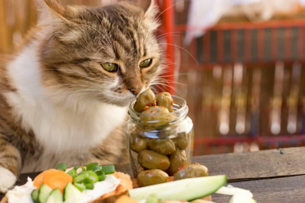 Beautiful cat knows what is healthy food - a healthy diet (olive) Beautiful cat knows what is healthy food - a healthy diet (olive) cat snuffs olive cat sniff stock pictures, royalty-free photos & images