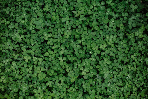 green glade clover grass background leaves carpet